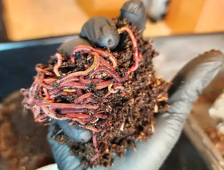 Pure Red Wigglers Composting and Gardening Worms (EISENIA) 1 /2 lbs.  (approx. 500)