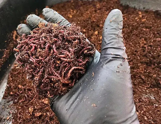 Pure Red Wigglers Composting and Gardening Worms (EISENIA) 1 /2 lbs.  (approx. 500)