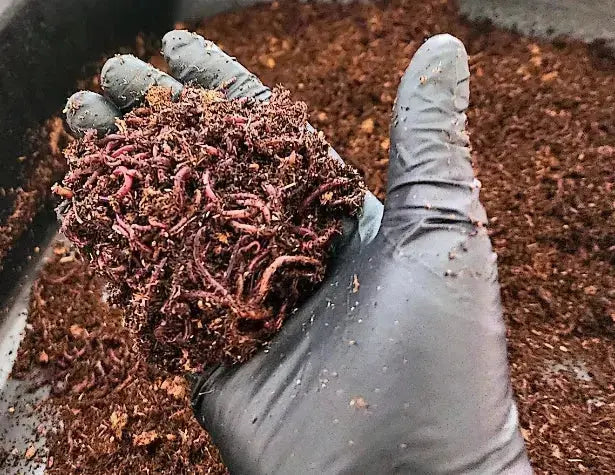 Pure Red Wigglers Composting and Gardening Worms (EISENIA) 1 lbs. (approx. 800-1000)