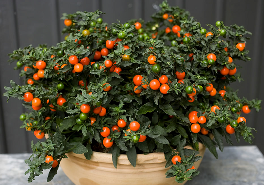 Jerusalem Cherry Christmas Plant Perennial - 15 Seeds