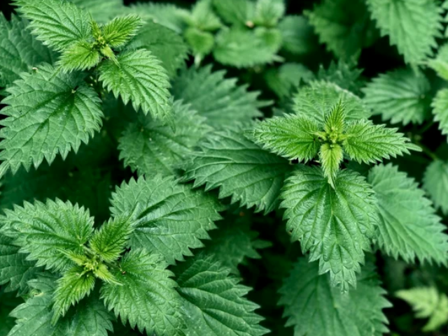 Urtica Dioica Stinging Nettle Seeds - Heirloom Perennial Herb, Iron-Rich Plant