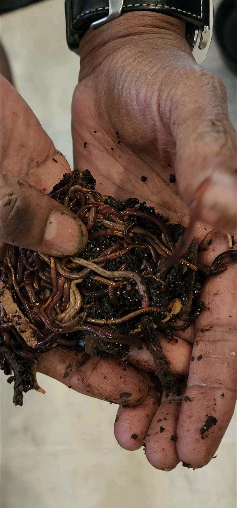 Pure Red Wigglers Composting and Gardening Worms (EISENIA) 1 /2 lbs.  (approx. 500)