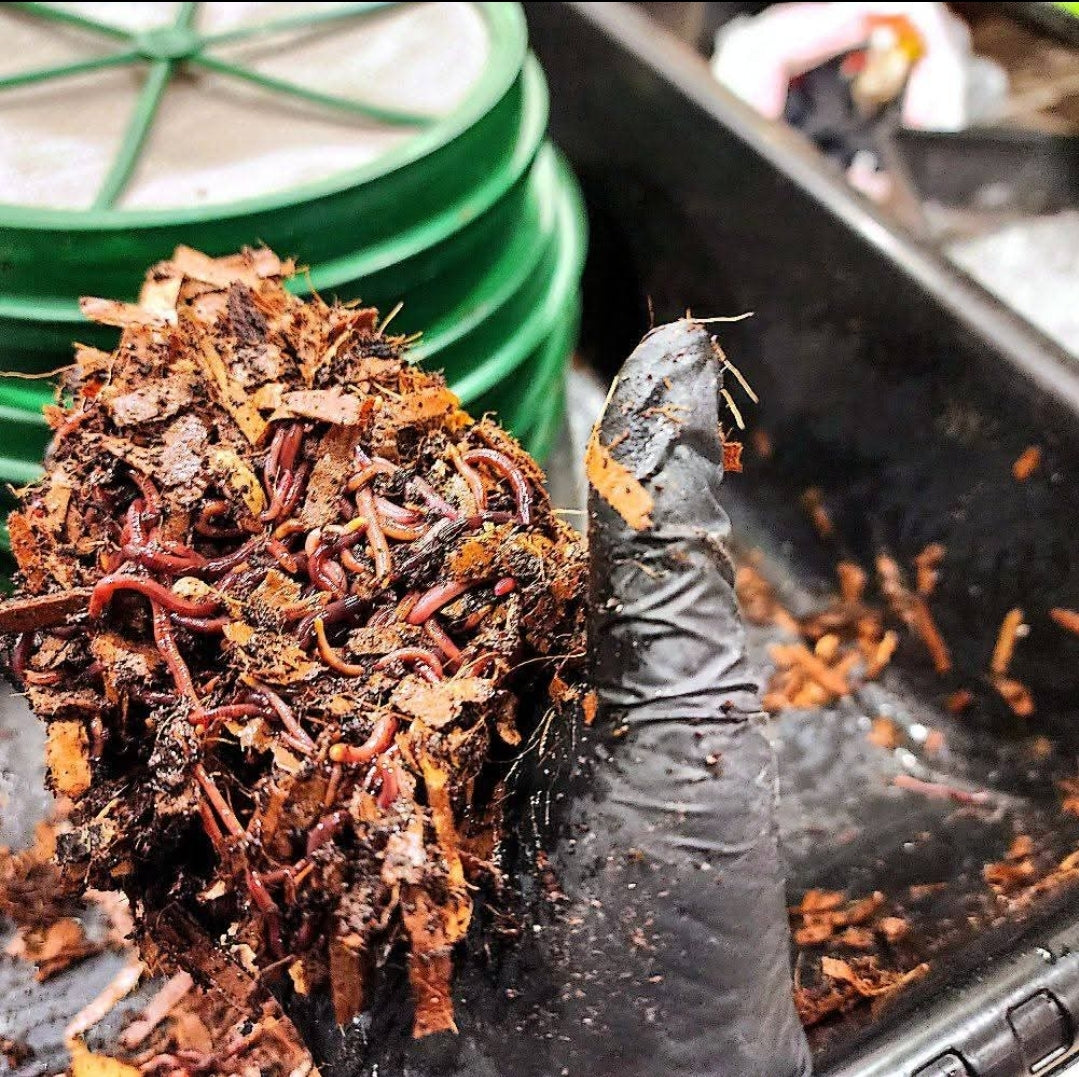 Pure Red Wigglers Composting and Gardening Worms (EISENIA) 1 lbs. (approx. 800-1000)