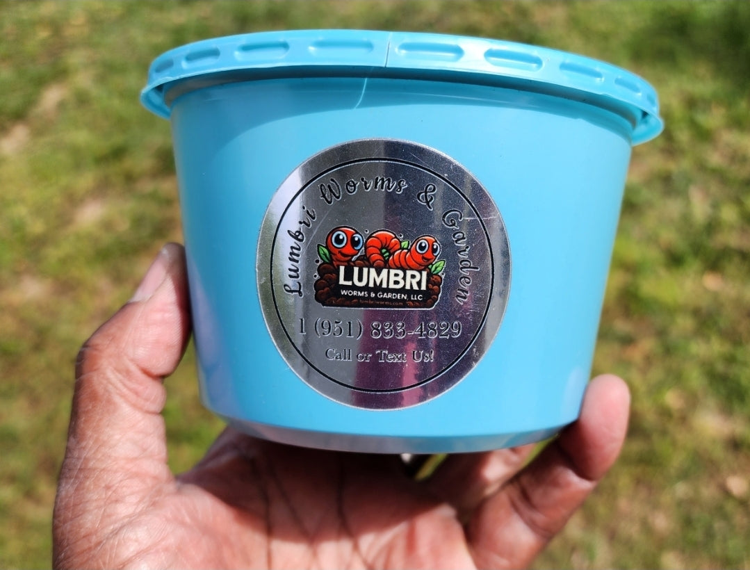 European Nightcrawlers 2 lbs (approx. 700) (ENC) (Eisenia hortensis or Dendrobaena veneta) – Soil Builders & Super Bait Worms