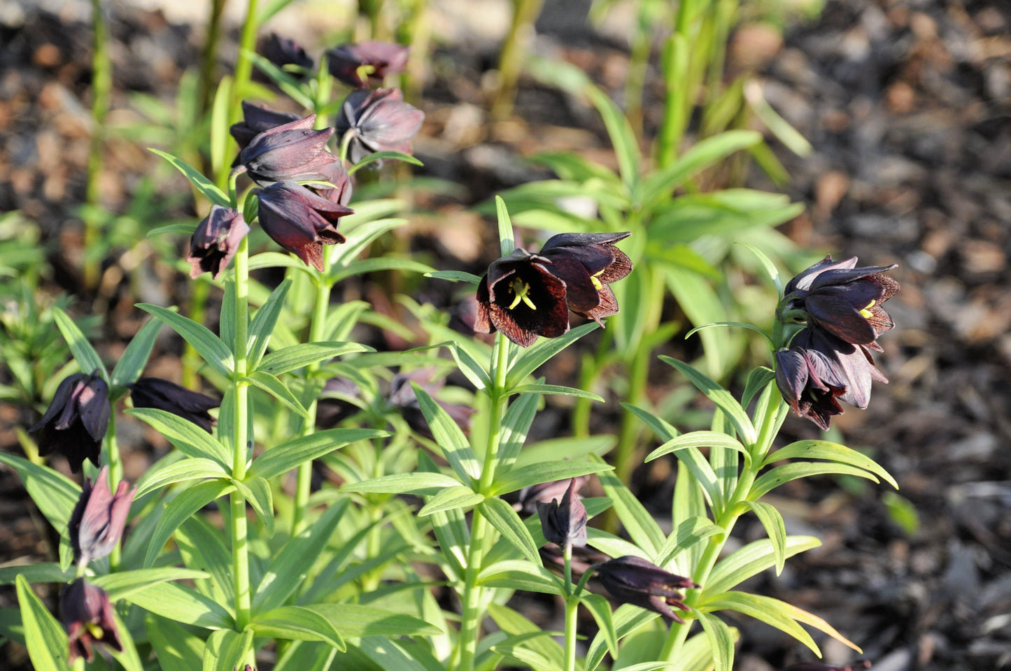 10 CHOCOLATE LILY Black Kamchatka Brown Fritillaria Camschatcensis Flower Seeds