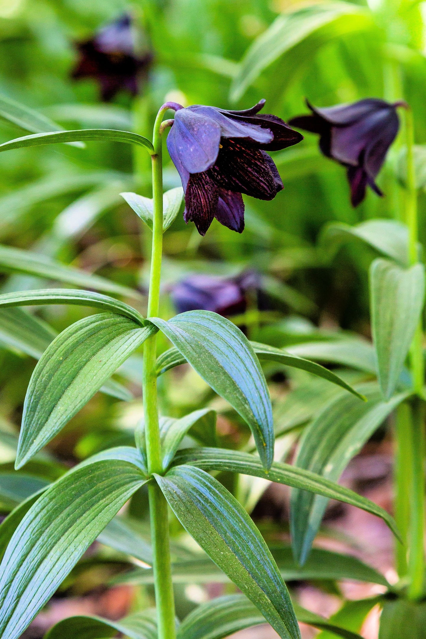 10 CHOCOLATE LILY Black Kamchatka Brown Fritillaria Camschatcensis Flower Seeds