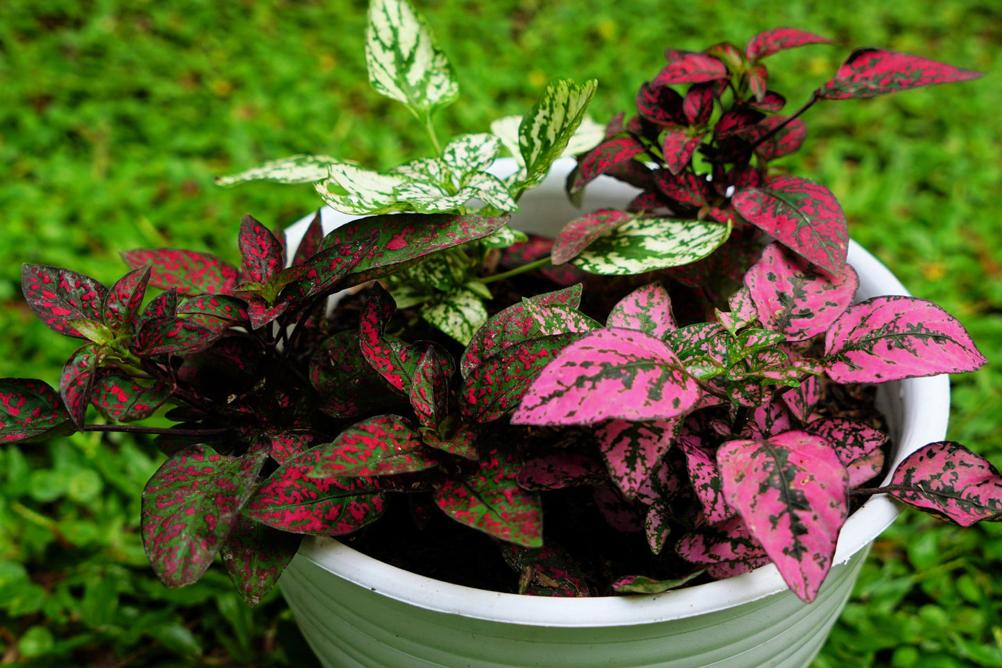 10 Dwarf Mixed Colors POLKA DOT PLANT Red Pink White Rose Splash Select Hypoestes Phyllostachya Flower Houseplant Seeds