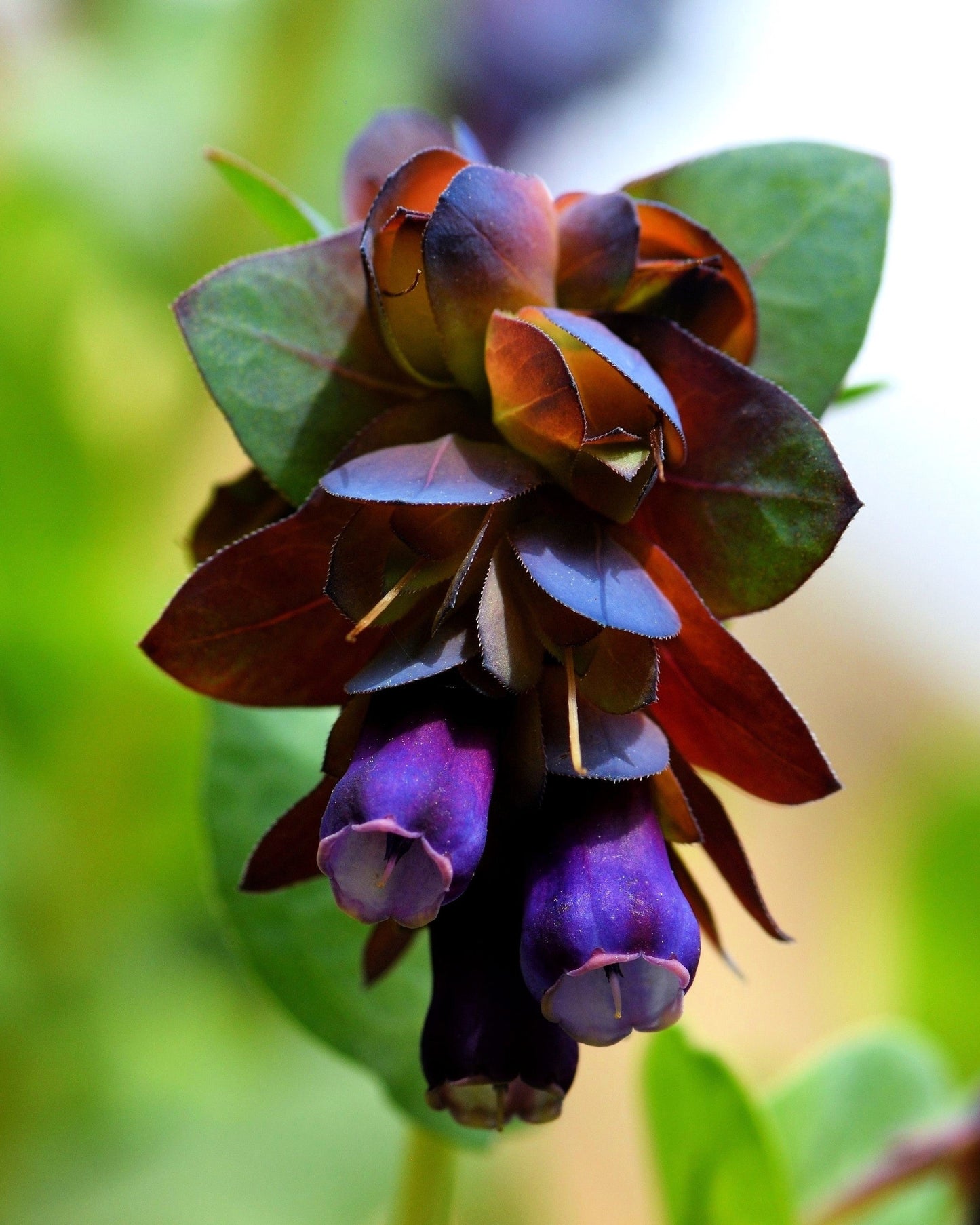 10 BLUE SHRIMP PLANT / Honeywort Cerinthe Major Flower Seeds