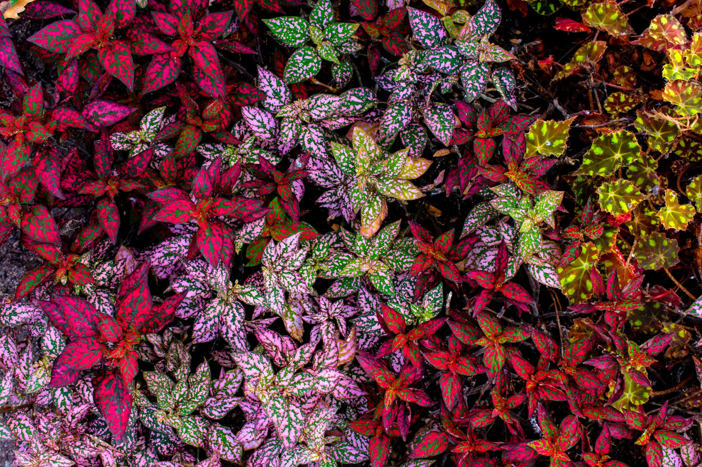 10 Dwarf Mixed Colors POLKA DOT PLANT Red Pink White Rose Splash Select Hypoestes Phyllostachya Flower Houseplant Seeds