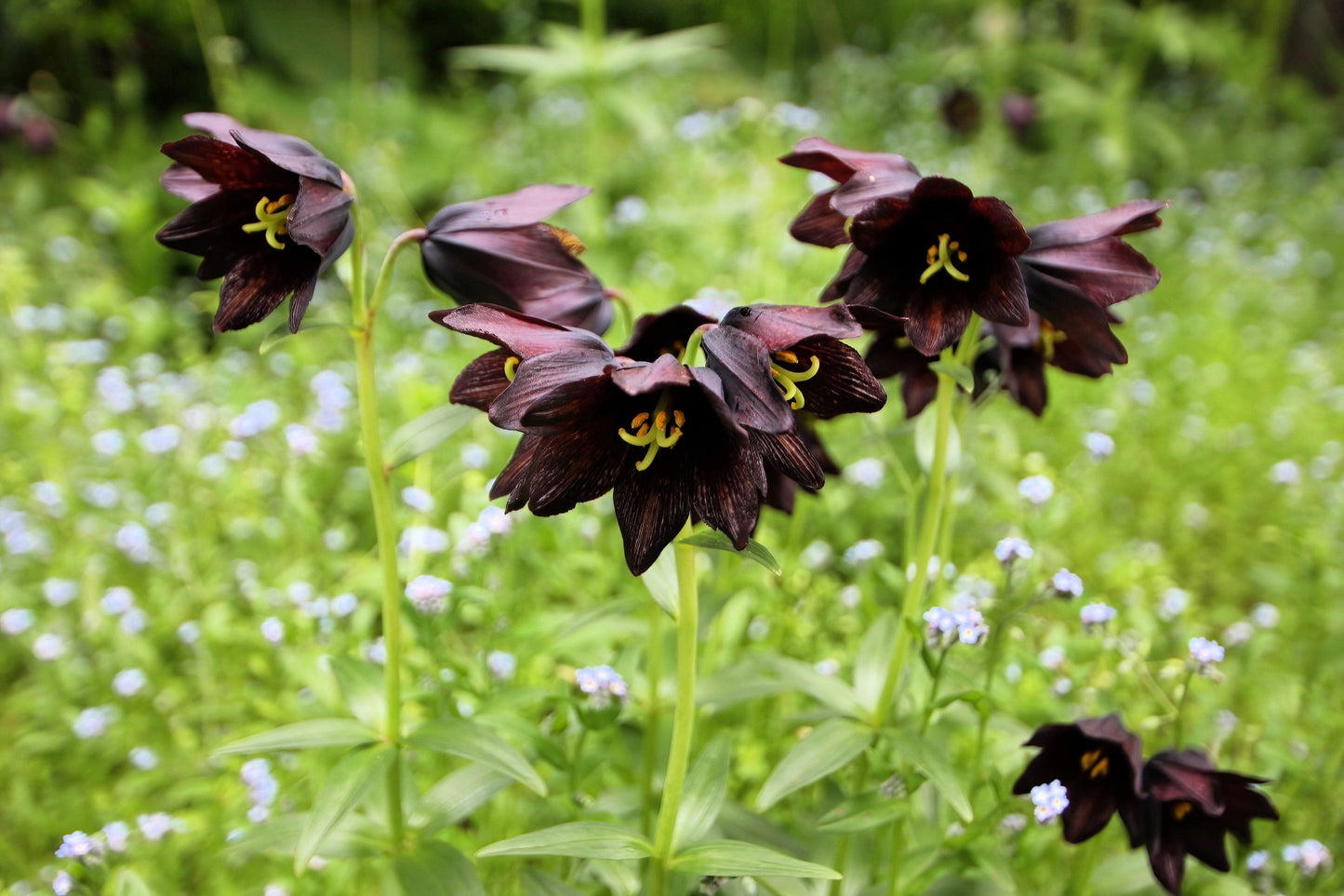10 CHOCOLATE LILY Black Kamchatka Brown Fritillaria Camschatcensis Flower Seeds