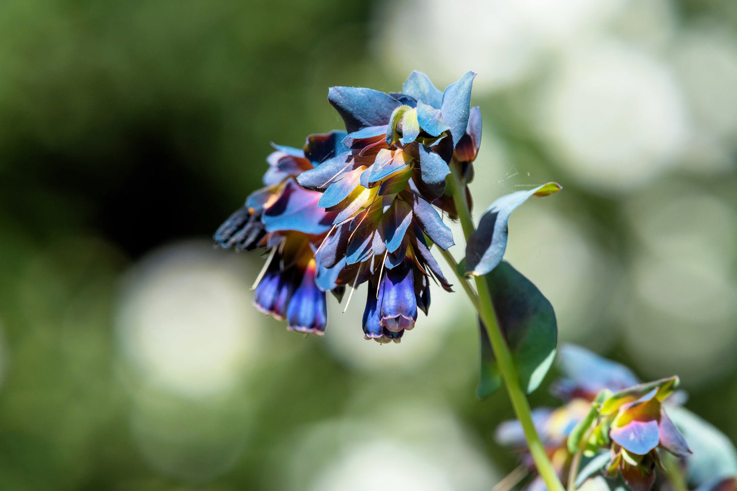 10 BLUE SHRIMP PLANT / Honeywort Cerinthe Major Flower Seeds