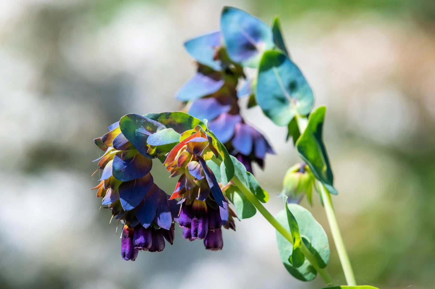 10 BLUE SHRIMP PLANT / Honeywort Cerinthe Major Flower Seeds