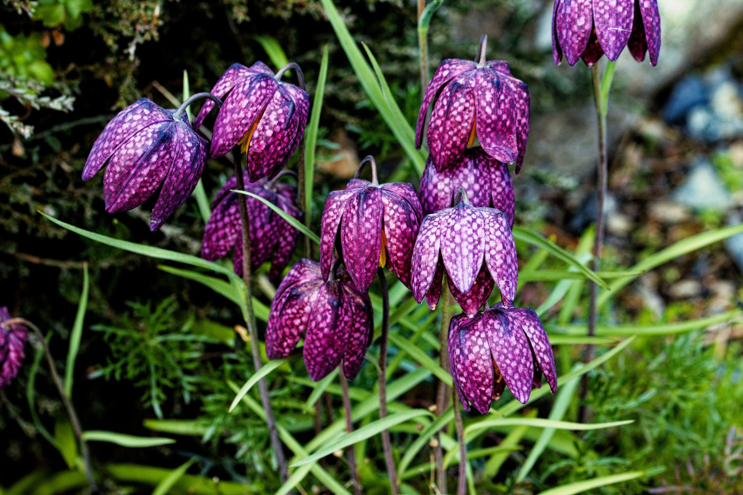 10 CHECKER LILY Fritillaria Affinis Chocolate Mission Bells Flower Seeds