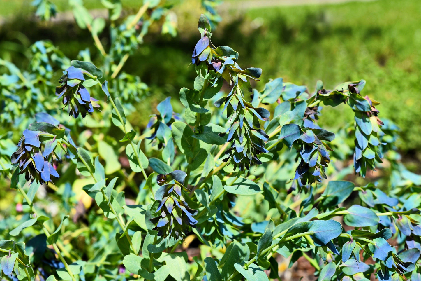 10 BLUE SHRIMP PLANT / Honeywort Cerinthe Major Flower Seeds