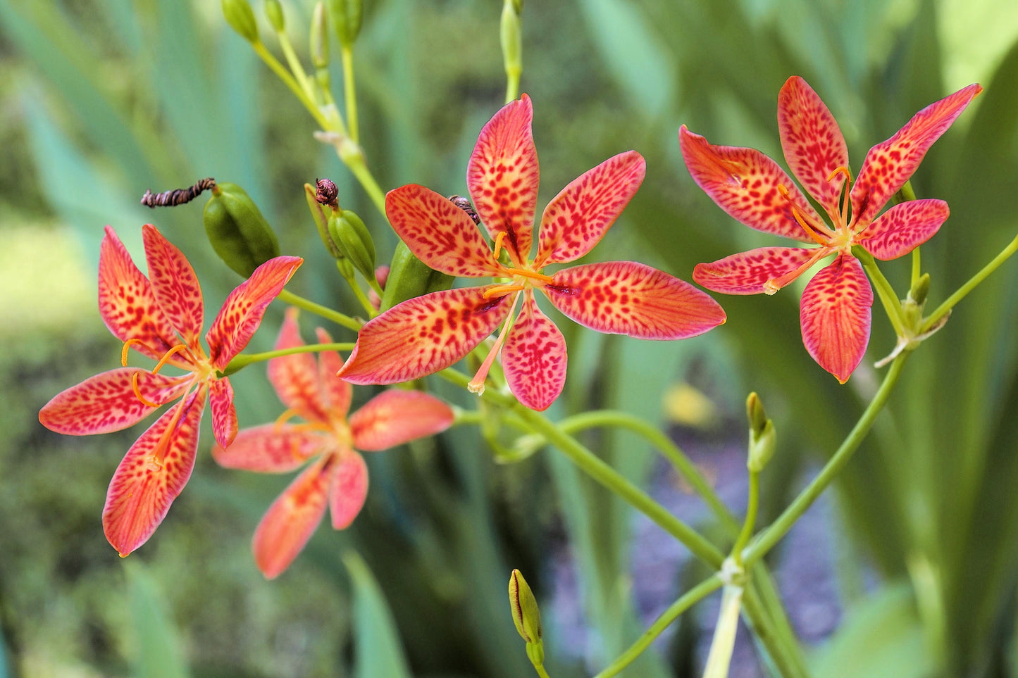 10 FRECKLEFACE BLACKBERRY LILY (Leopard Lily) Belamcanda Chinensis Iris Domestica Flower Seeds