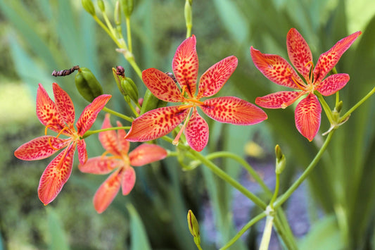 10 FRECKLEFACE BLACKBERRY LILY (Leopard Lily) Belamcanda Chinensis Iris Domestica Flower Seeds