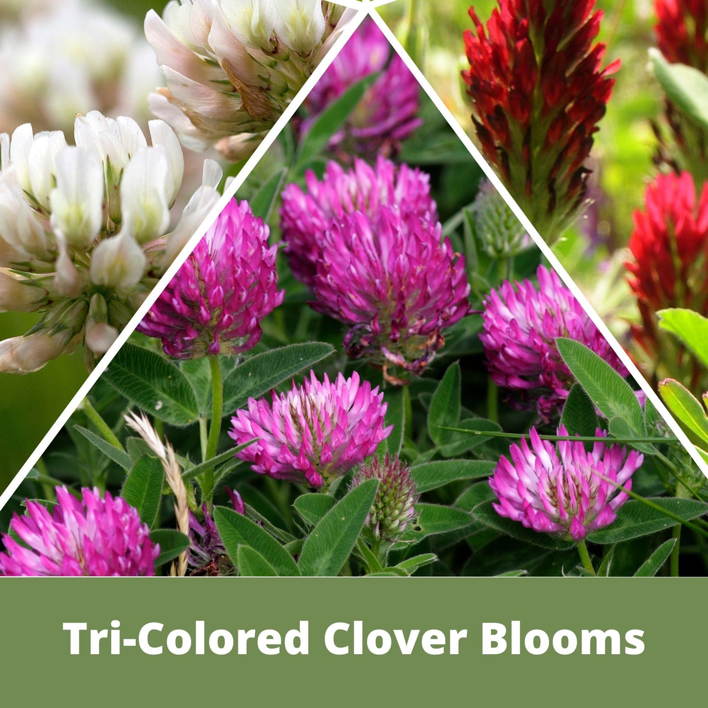 TRI-Color Clover + Mow Less Grass Seed