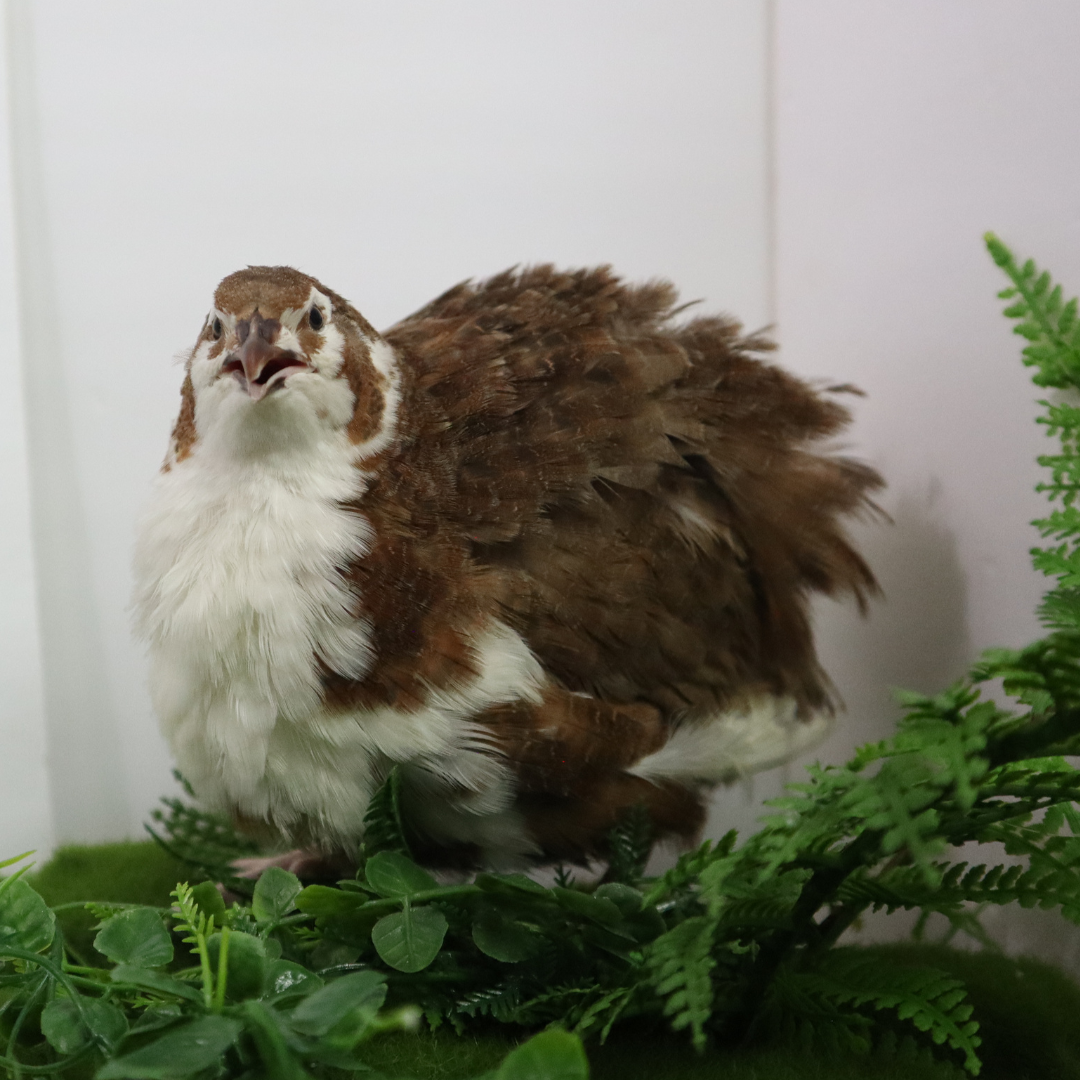 Celadon Coturnix Hatching Eggs - true blue layers