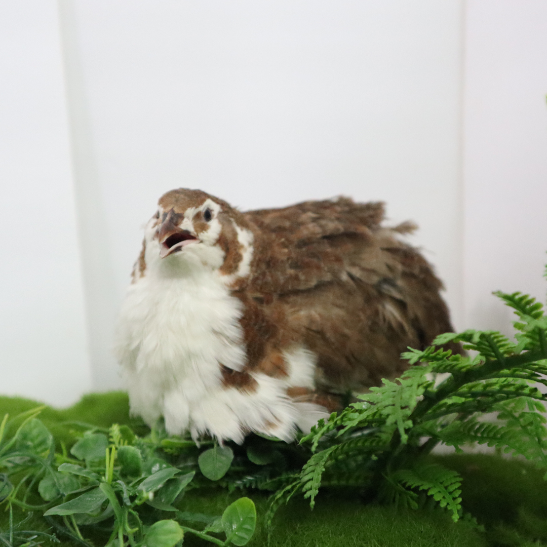 Celadon Coturnix Hatching Eggs - true blue layers