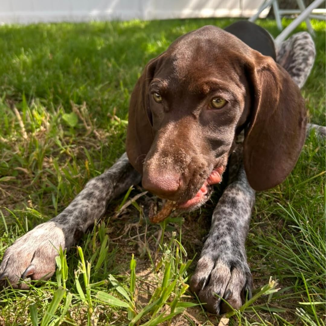 Quail Crunch Sticks Dog Treats, 10 Count Quail Spines Gourmet Dehydrated Healthy Dog Training Treats, Premium Flavors Promote Dental Health, No Artificial Additives for Happy Pets