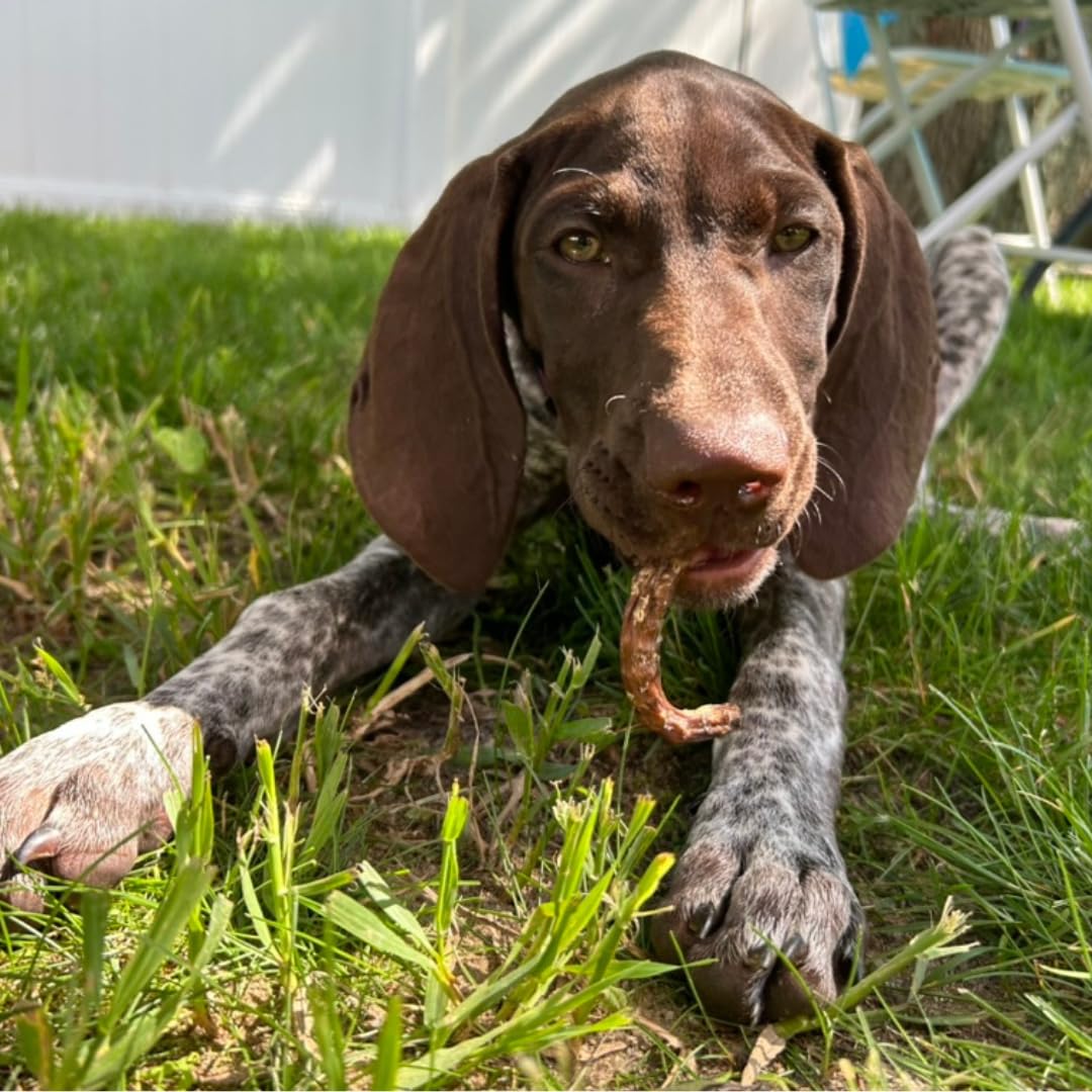 Quail Crunch Sticks Dog Treats, 10 Count Quail Spines Gourmet Dehydrated Healthy Dog Training Treats, Premium Flavors Promote Dental Health, No Artificial Additives for Happy Pets