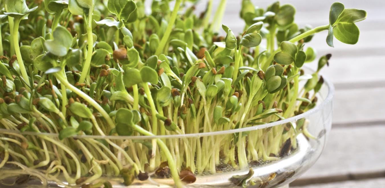 Alfalfa Seeds – Organic Sprouting Seeds – Non-Gmo Premium Alfalfa Seeds – Rich in Vitamins, Minerals, Fiber