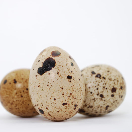 Empty Whole Eggshells Quail Eggs Hollowed - Set of 10 Cleaned Hollow Quail Eggs Perfect for Crafting and Decoration