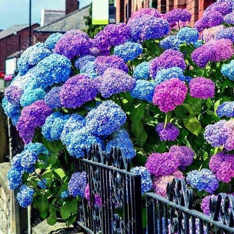 Blue Pink Purple Hydrangea Seeds- Beautiful and Hardy Perennial Flowers