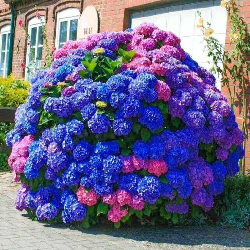 Blue Pink Purple Hydrangea Seeds- Beautiful and Hardy Perennial Flowers