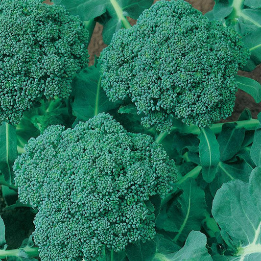 Calabrese Broccoli Seeds (Organic)