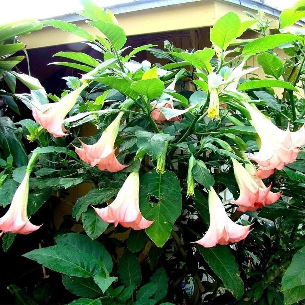 Brugmansia Pink Delight Angels Trumpet Moonflower - 10 Seeds - Flowering Accent Plant  Landscape