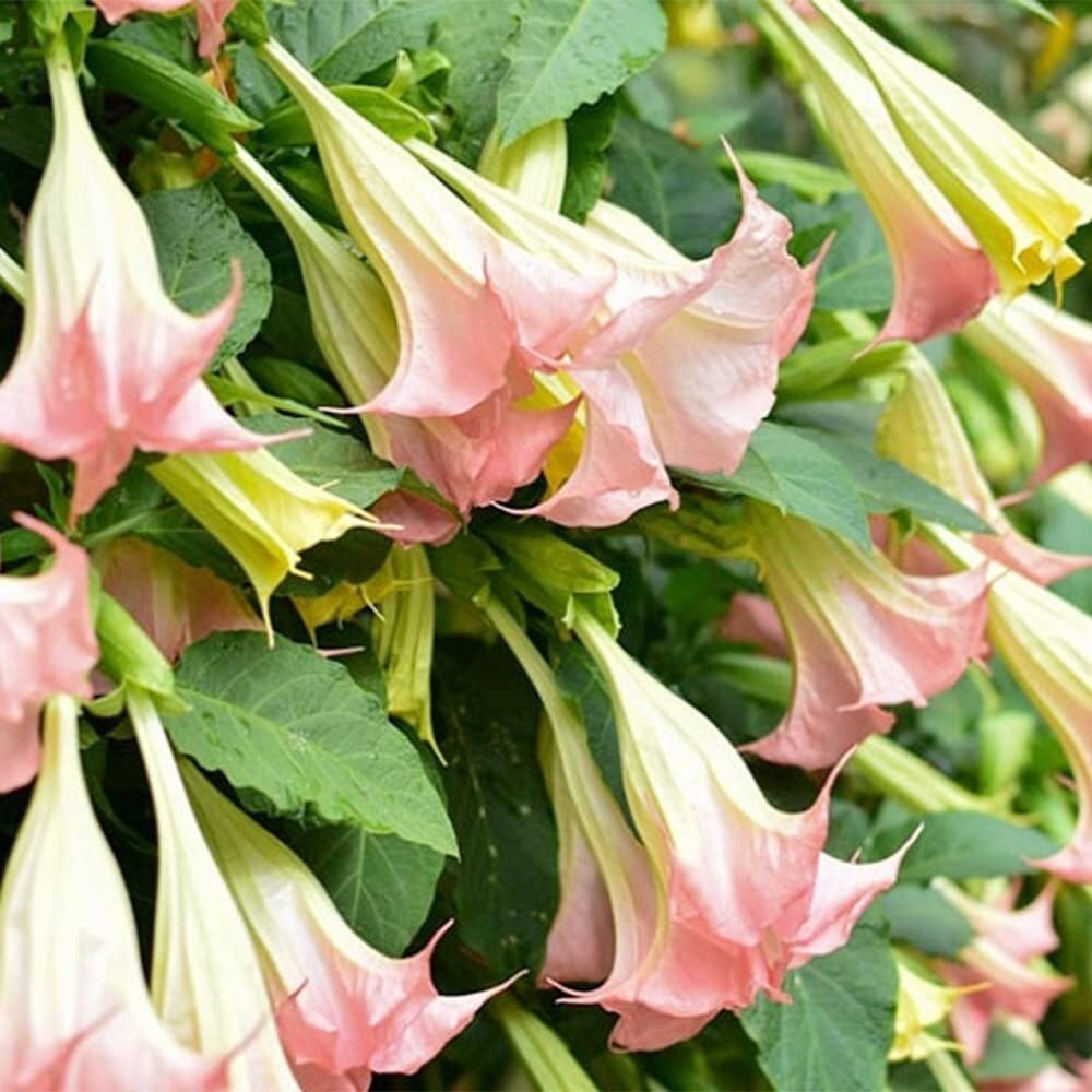 Brugmansia Pink Delight Angels Trumpet Moonflower - 10 Seeds - Flowering Accent Plant  Landscape