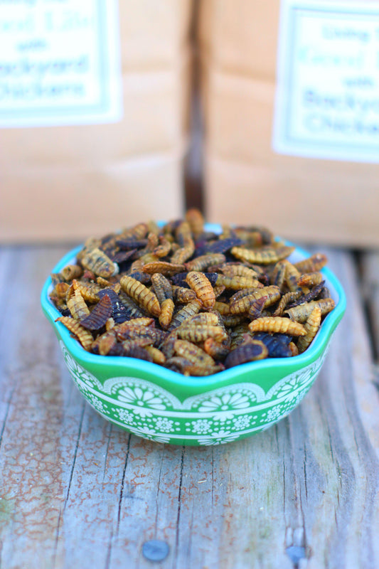 Black Soldier Fly Larvae (From NORTH AMERICA!!) -- LoveBugs For Hens (TM)