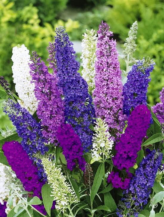 Butterfly Bush Giant Mix- Buddleia davidii - Perennial Flowers for Planting - GMO Free
