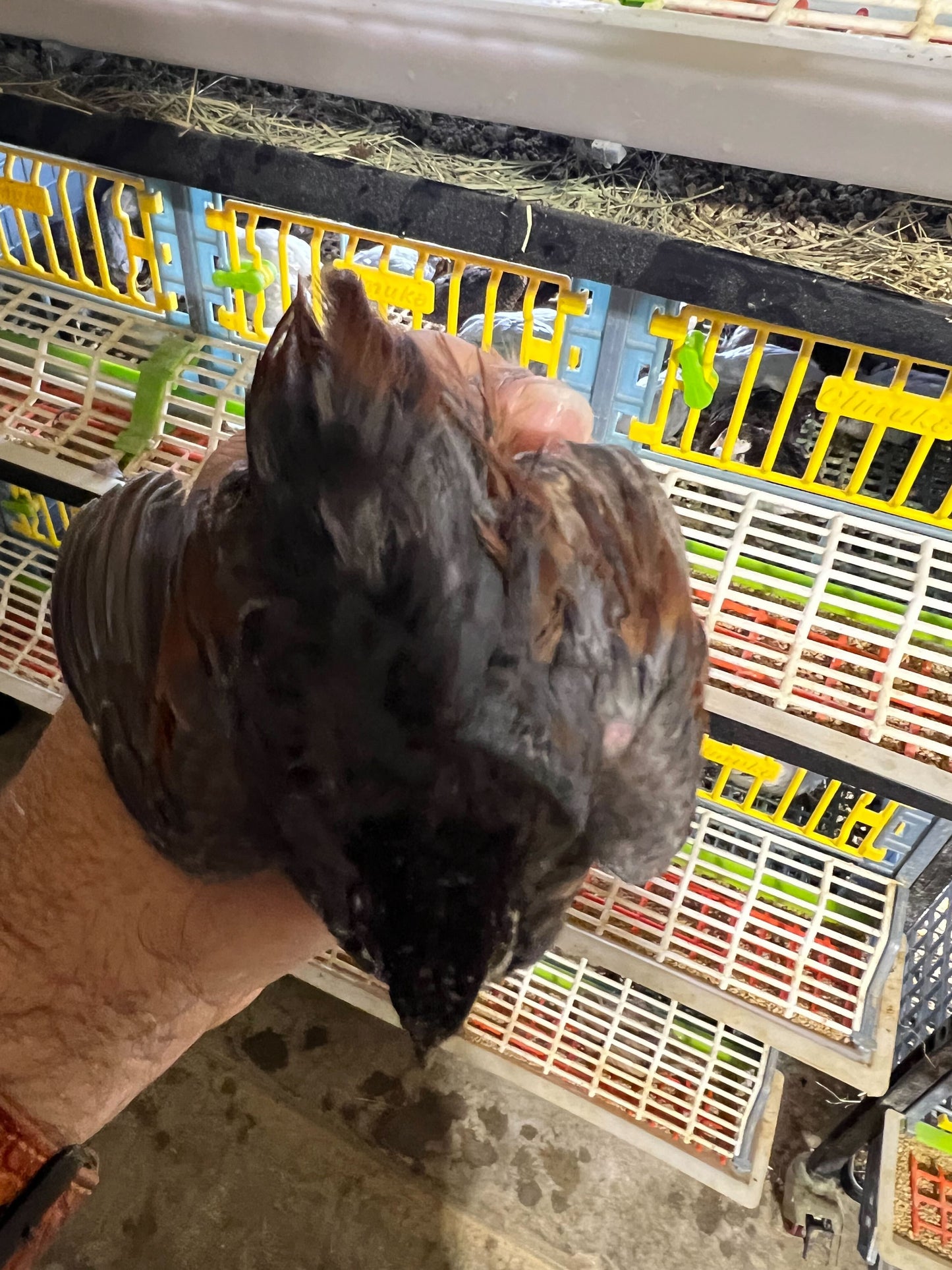 Button Quail Eggs -Eggs for Hatching or Snakes