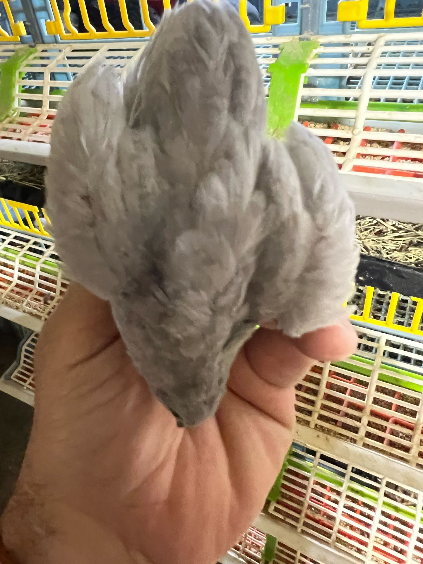 Button Quail Eggs -Eggs for Hatching or Snakes