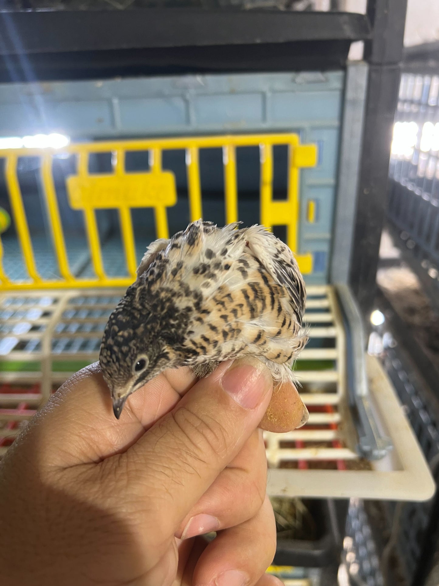Button Quail Eggs -Eggs for Hatching or Snakes