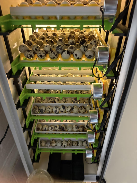 Fertile OZ Collection Quail Eggs for Hatching – Coturnix Quail Eggs – Ideal for Incubation, Breeding, and Backyard Farming