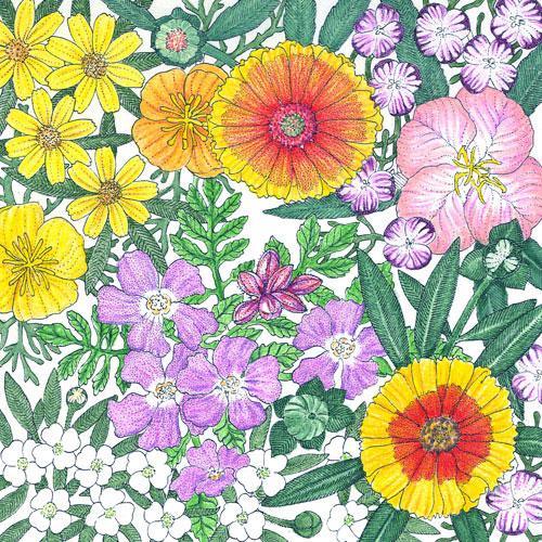 California Central Valley Wildflower Mix (1/4 lb)