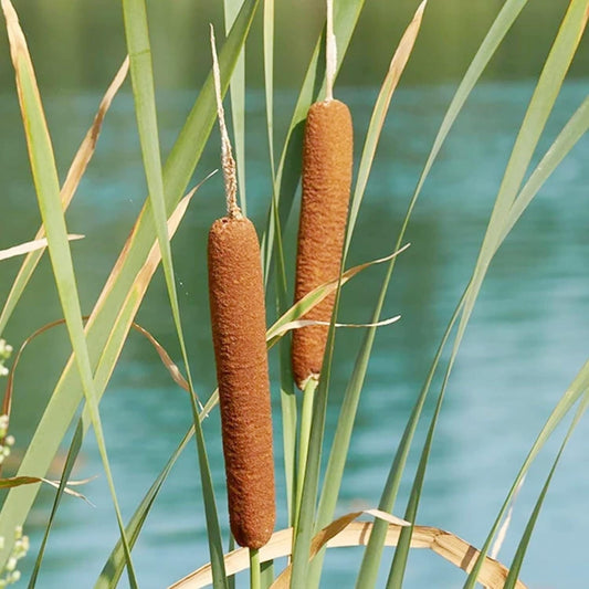 Cattail - 50 Seeds - Typha Latifolia Perennial Fast-Growing Ornamental Landscape Decorate Ponds Bog Garden Outdoor