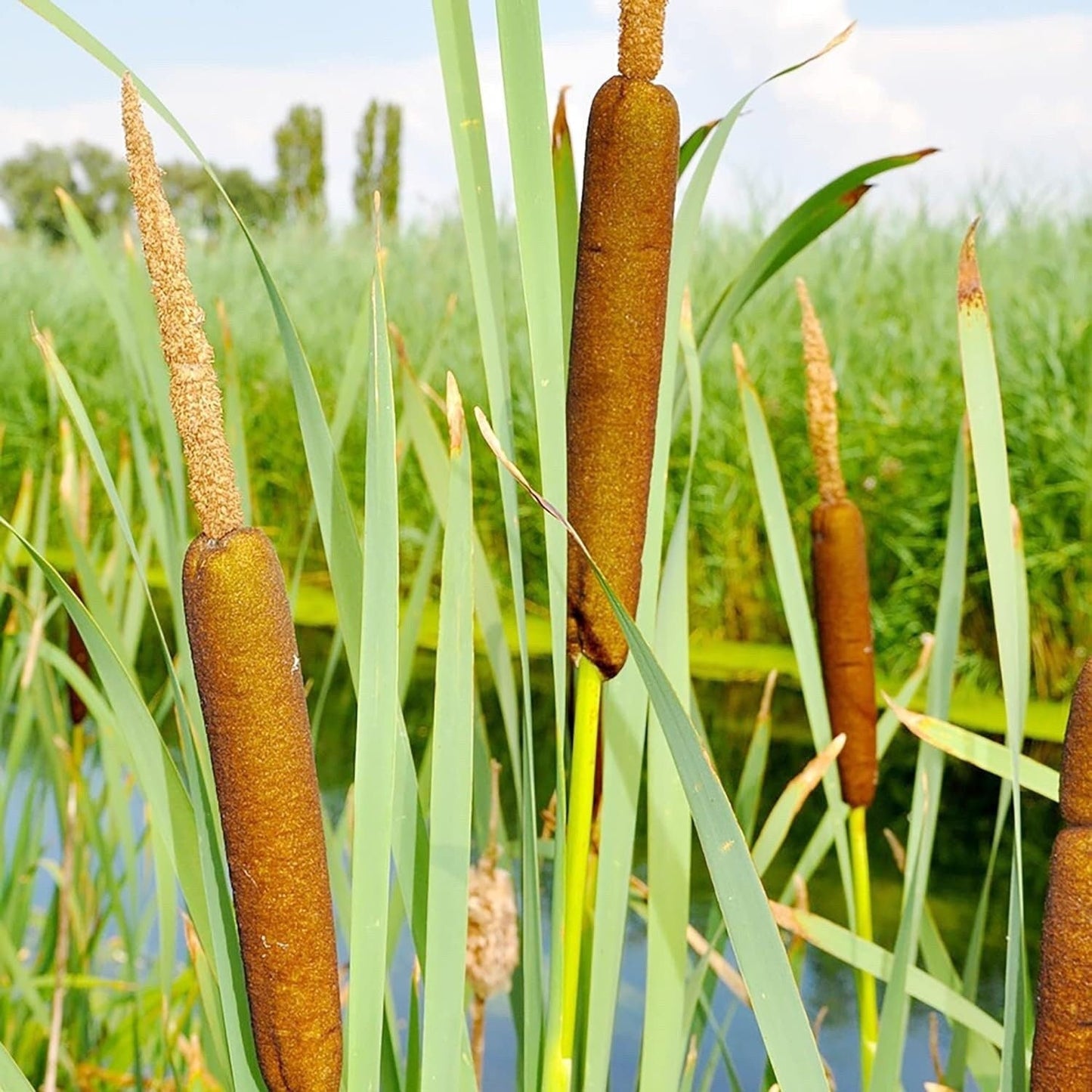 Cattail - 50 Seeds - Typha Latifolia Perennial Fast-Growing Ornamental Landscape Decorate Ponds Bog Garden Outdoor