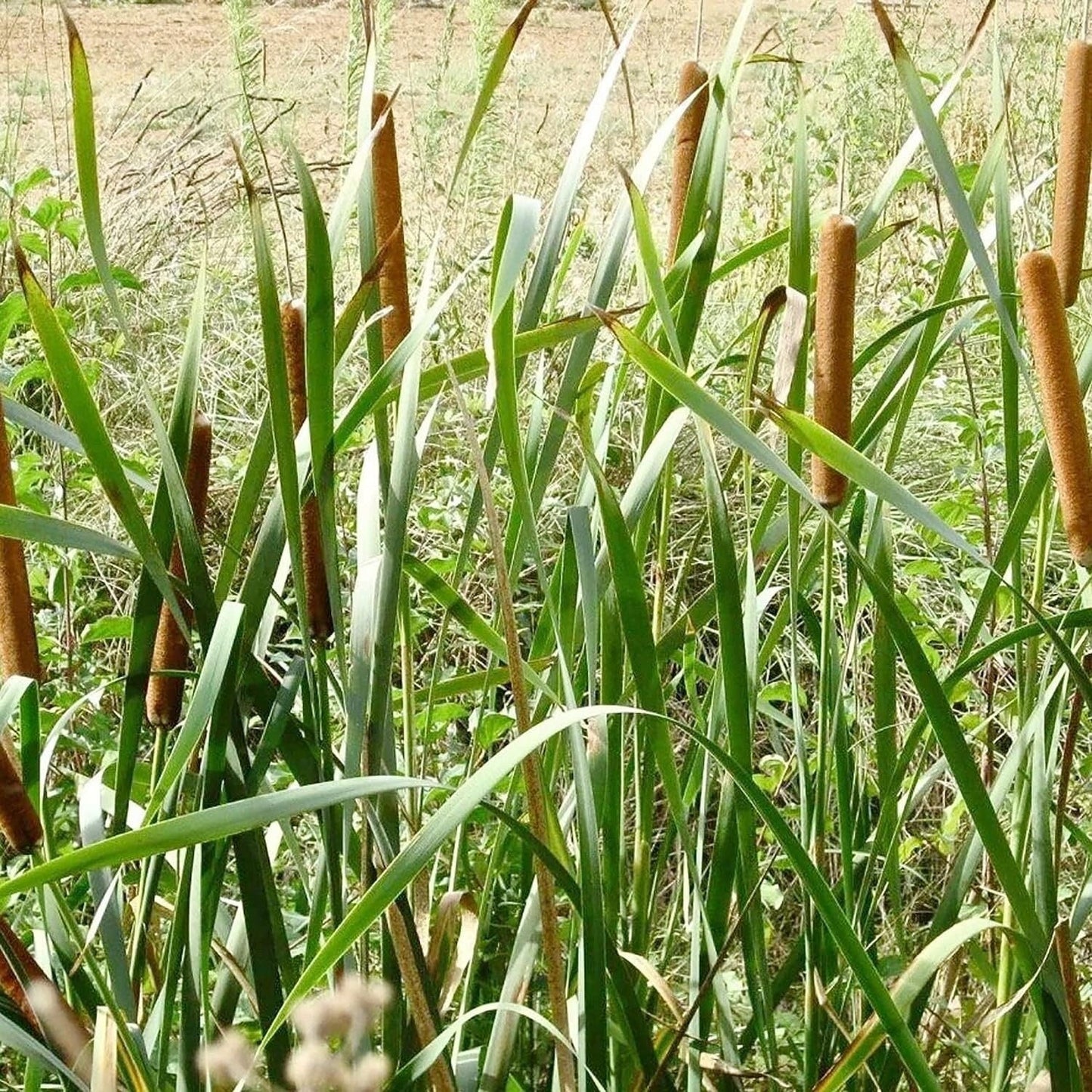 Cattail - 50 Seeds - Typha Latifolia Perennial Fast-Growing Ornamental Landscape Decorate Ponds Bog Garden Outdoor