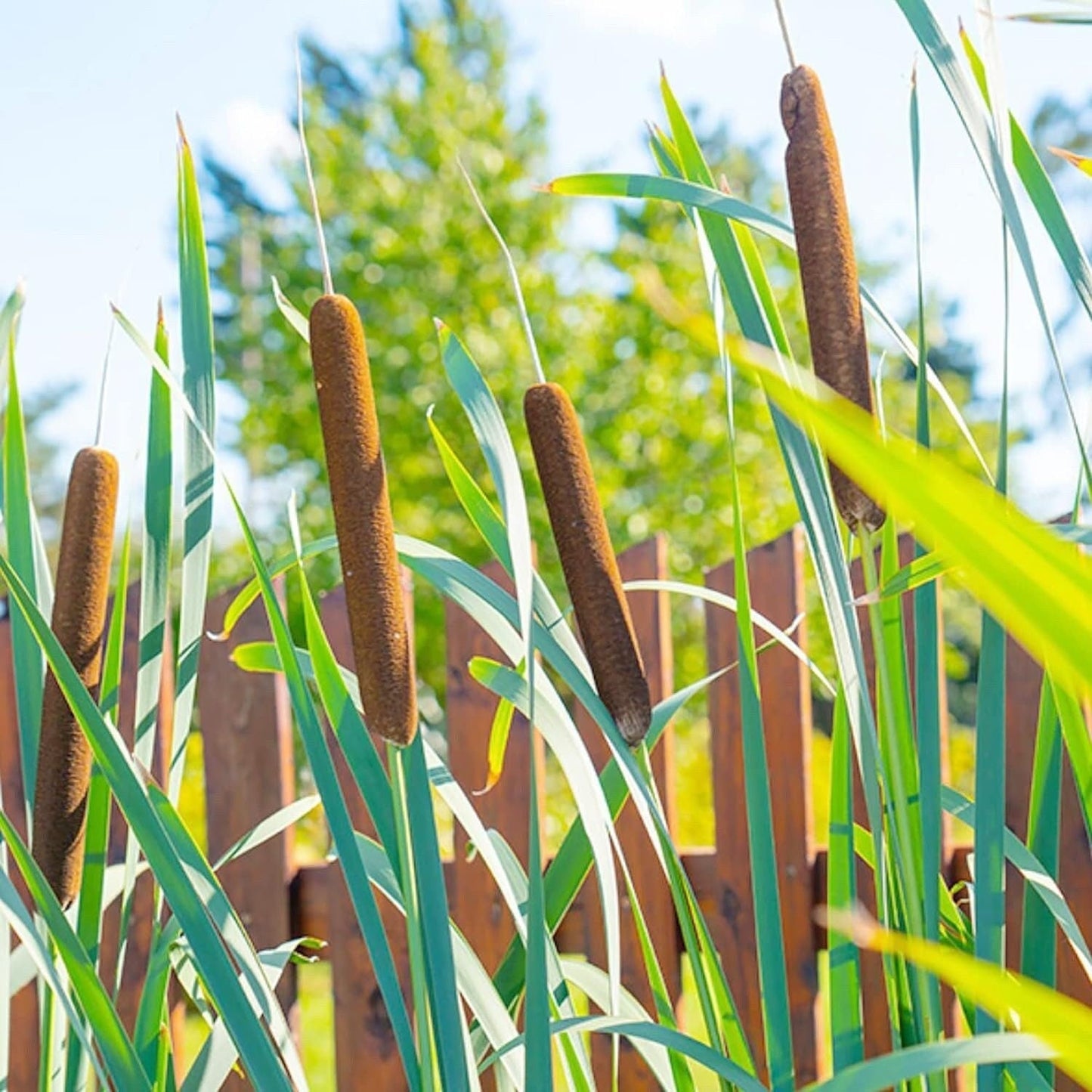 Cattail - 50 Seeds - Typha Latifolia Perennial Fast-Growing Ornamental Landscape Decorate Ponds Bog Garden Outdoor