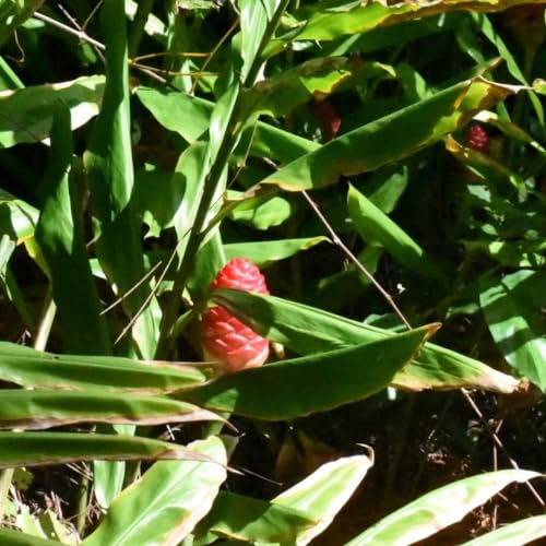 Hawaiian Awapuhi Shampoo Ginger Plant Rhizomes Starter Kit - 2 Rhizomes, Ideal for Cultivating Awapuhi Plant, Perfect Shampoo Ginger Rhizomes for Garden Enthusiasts and Beginners