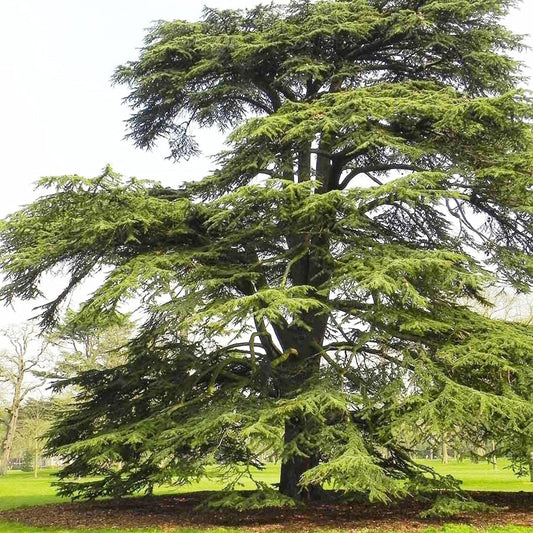 Cedrus Libani - 15 Seeds - Cedar of Lebanon Needled Evergreen Drought Tolerant Landscape Outdoor