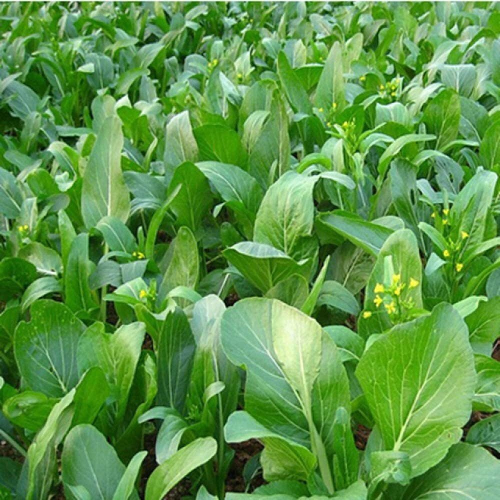 Choy Sum Yu Choy Chinese Flowering Cabbage - 1000 Seeds
