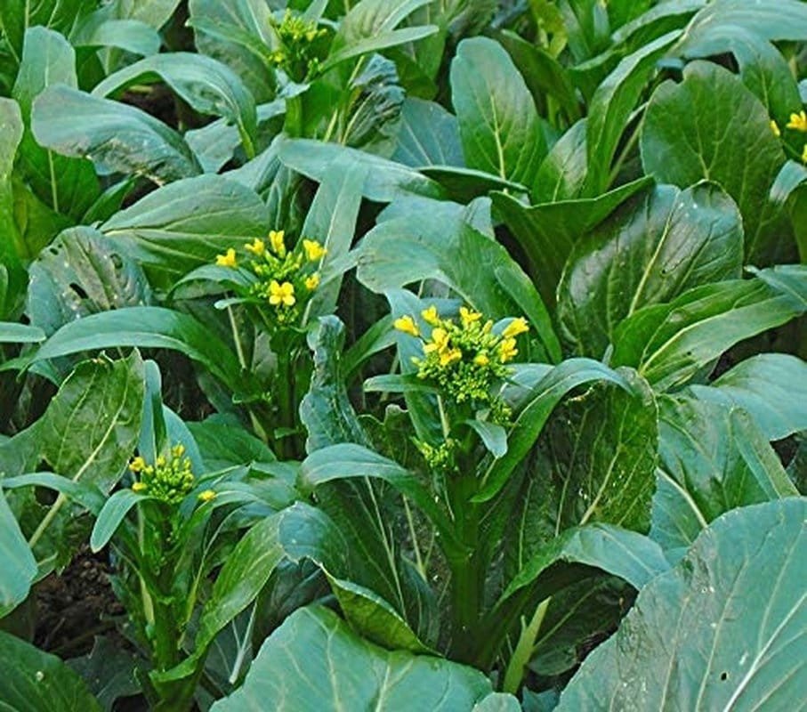 Choy Sum Yu Choy Chinese Flowering Cabbage - 1000 Seeds