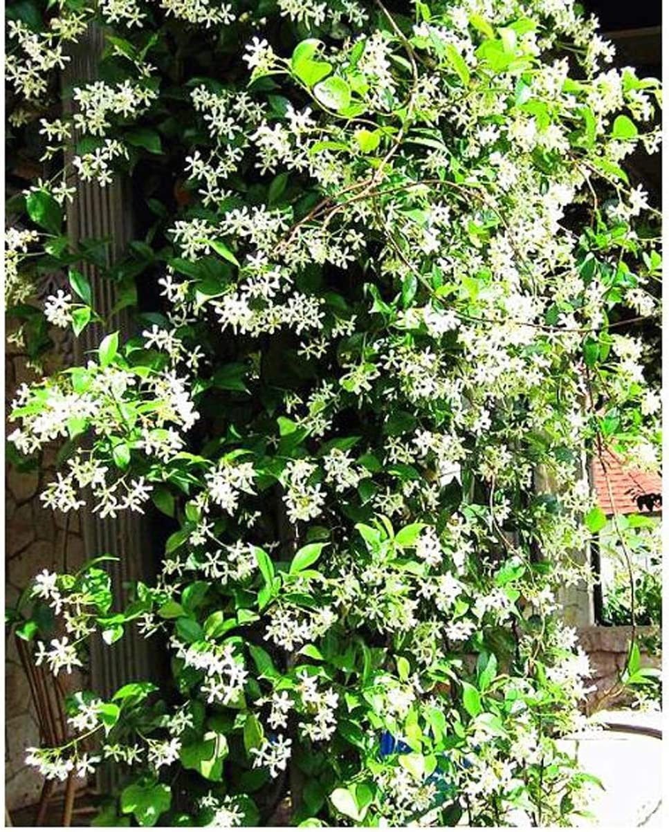 Climbing Jasmine Flower - 50 Seeds - Fragrant Plant, Four Seasons Evergreen Garden