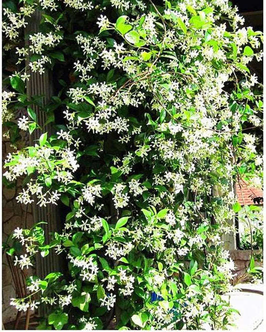 Climbing Jasmine Flower Seeds - Fragrant Plant Four Seasons Evergreen Silver Jasmine Non-Gmo