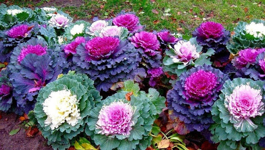 Colorful Japanese Ornamental Cabbage Osaka Mix Decorative - 50 Seeds - Flowering Kale Mix